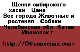 Щенки сибирского хаски › Цена ­ 12 000 - Все города Животные и растения » Собаки   . Челябинская обл.,Катав-Ивановск г.